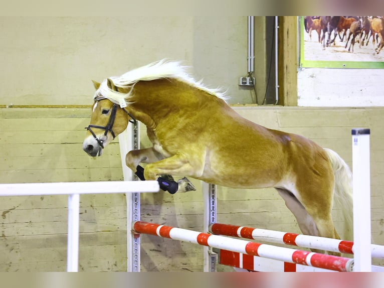 Haflinger Hengst 7 Jahre 153 cm Fuchs in Trebbin