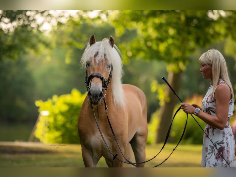 Haflinger Hengst 7 Jahre 153 cm Fuchs in Trebbin