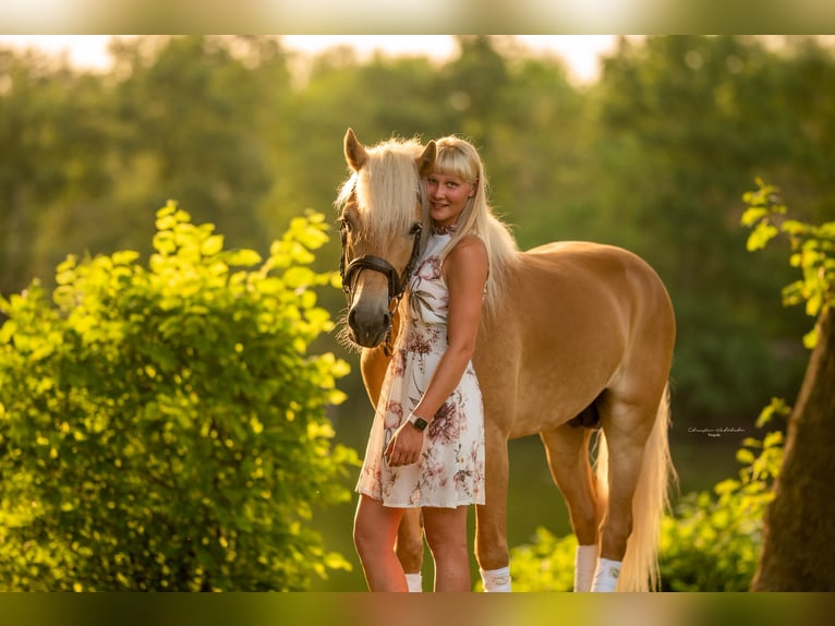 Haflinger Hengst 7 Jahre 153 cm Fuchs in Trebbin