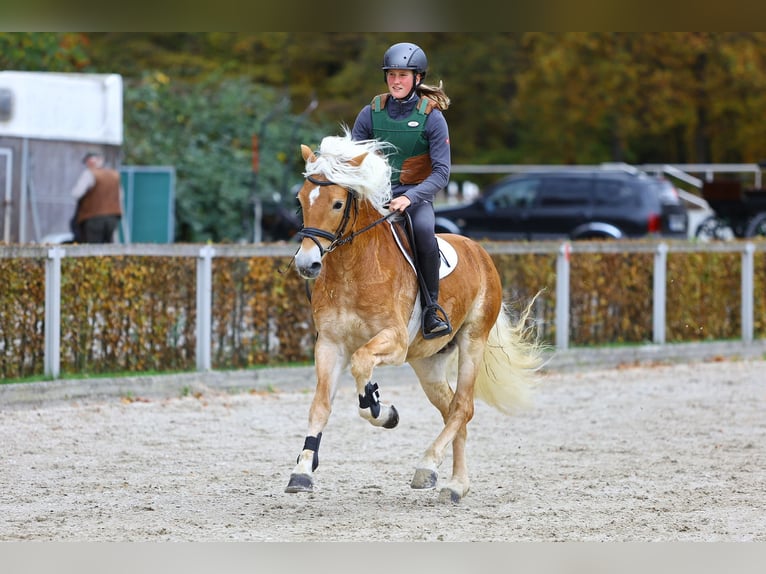 Haflinger Hengst 7 Jahre 153 cm Fuchs in Trebbin