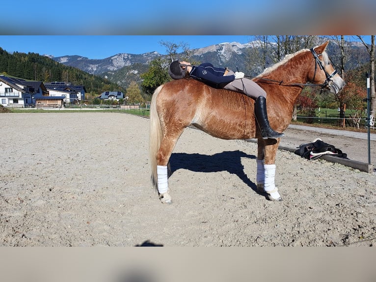Haflinger Hengst 7 Jahre 154 cm in Ro&#xDF;leithen