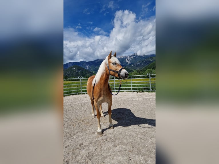 Haflinger Hengst 7 Jahre 154 cm in Ro&#xDF;leithen