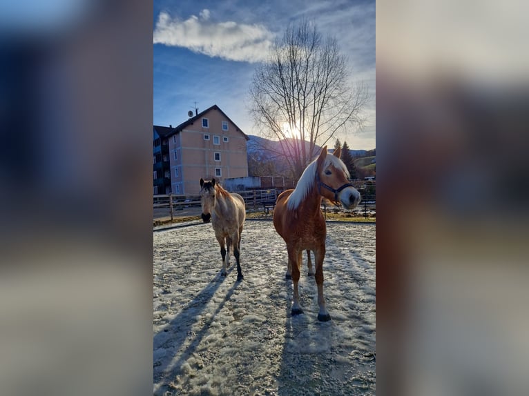 Haflinger Hengst 7 Jahre 154 cm in Ro&#xDF;leithen