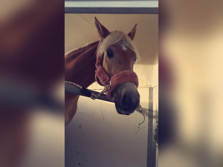 Haflinger Hengst 7 Jahre 154 cm in Ro&#xDF;leithen