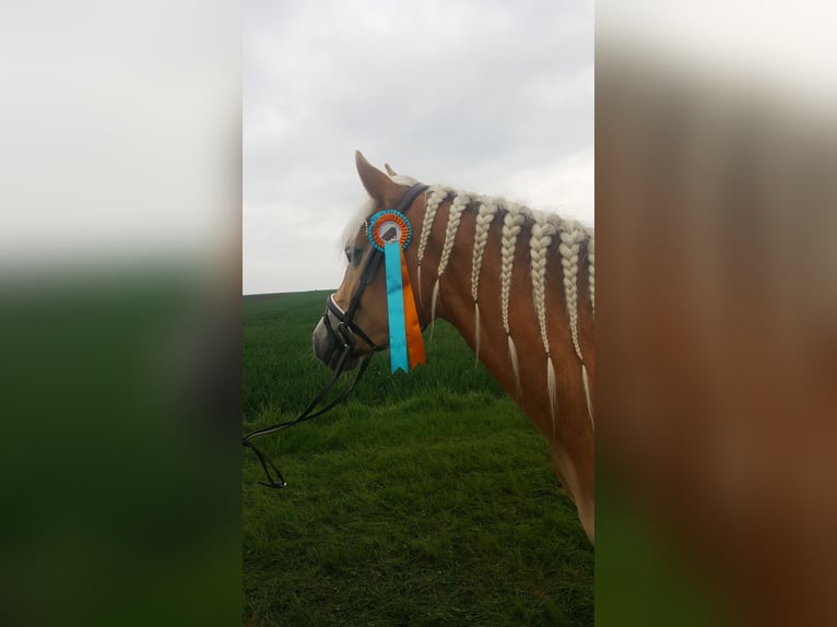 Haflinger Hengst 7 Jahre 154 cm in Ro&#xDF;leithen