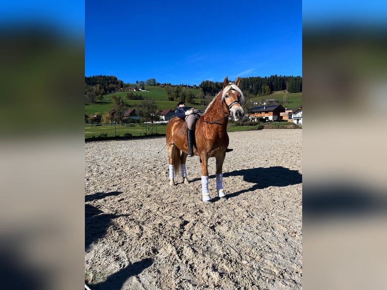 Haflinger Hengst 7 Jahre 154 cm in Ro&#xDF;leithen