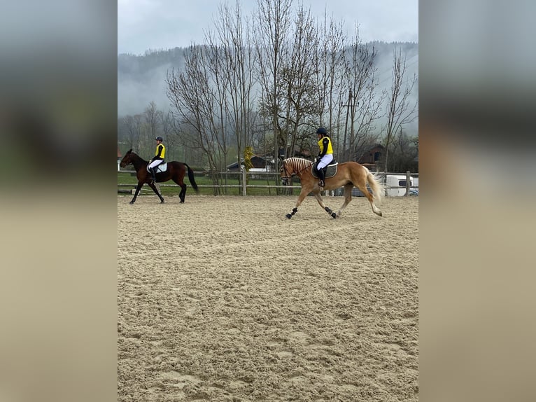 Haflinger Hengst 7 Jahre 154 cm in Ro&#xDF;leithen