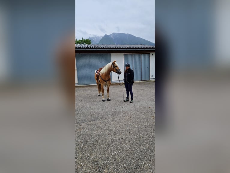 Haflinger Hengst 7 Jahre 154 cm in Ro&#xDF;leithen