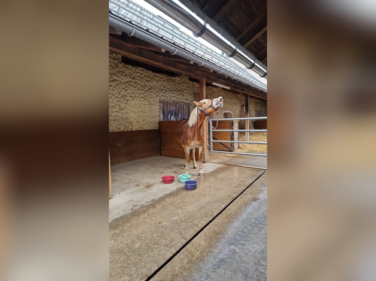 Haflinger Hengst 7 Jahre 154 cm in Ro&#xDF;leithen