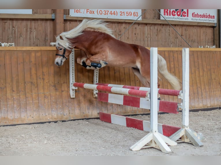 Haflinger Hengst 8 Jahre 146 cm Fuchs in Adorf