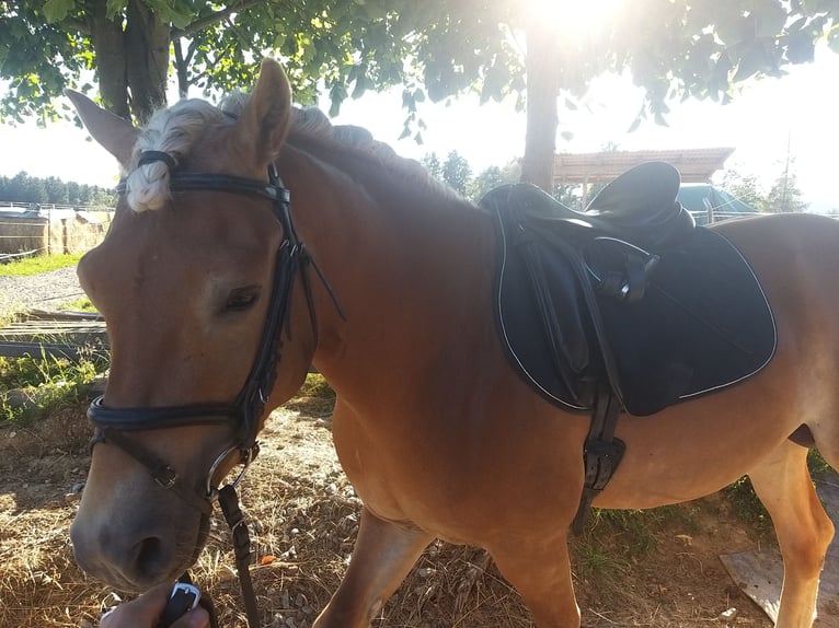 Haflinger Hengst 8 Jahre 146 cm Fuchs in Adorf