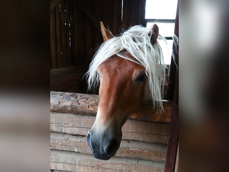 Haflinger Hengst 8 Jahre 146 cm Fuchs in Adorf