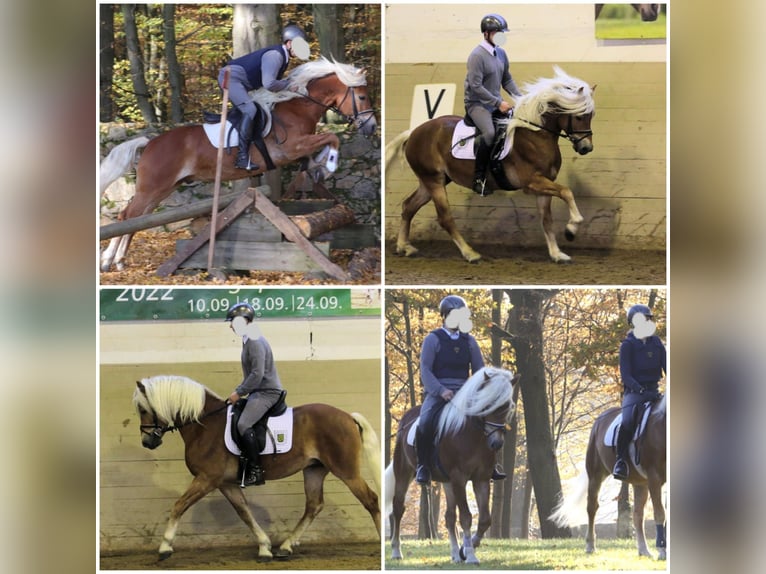 Haflinger Hengst 8 Jahre 146 cm Fuchs in Adorf