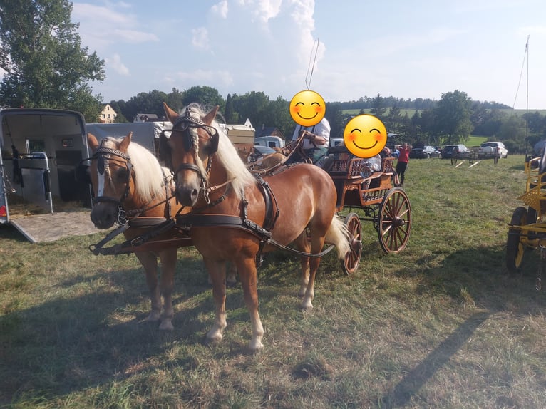 Haflinger Hengst 8 Jahre 146 cm Fuchs in Adorf