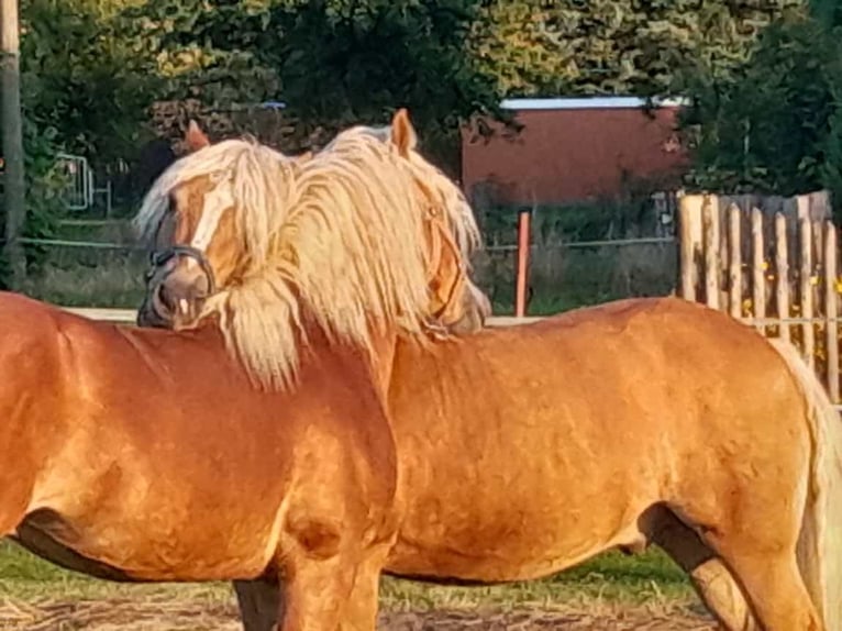 Haflinger Hengst 8 Jahre 146 cm Fuchs in Adorf