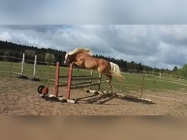 Haflinger Hengst 8 Jahre 146 cm Fuchs in Adorf