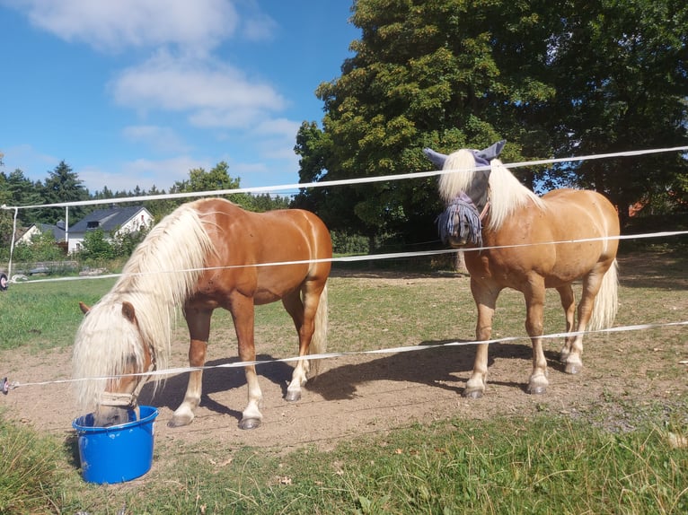 Haflinger Hengst 8 Jahre 146 cm Fuchs in Adorf