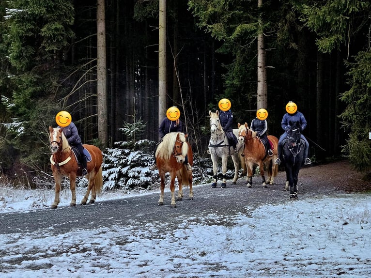 Haflinger Hengst 8 Jahre 146 cm Fuchs in Adorf