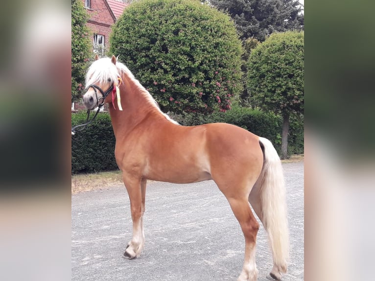 Haflinger Hengst 8 Jahre 146 cm Fuchs in Adorf