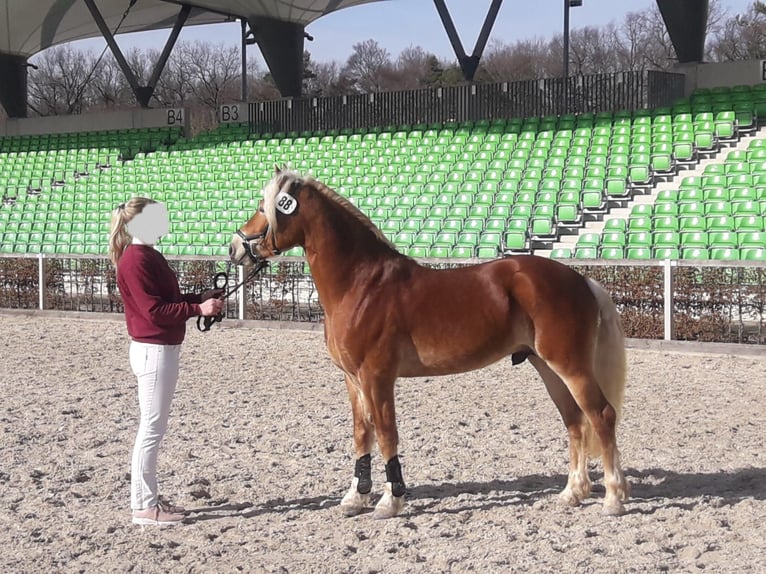 Haflinger Hengst 8 Jahre 146 cm Fuchs in Adorf