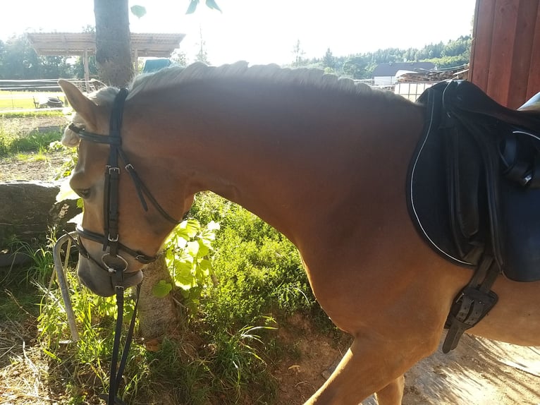 Haflinger Hengst 8 Jahre 146 cm Fuchs in Adorf