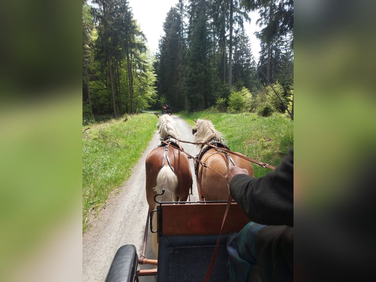Haflinger Hengst 8 Jahre 146 cm Fuchs in Adorf