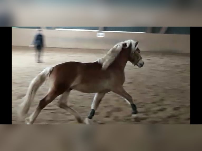 Haflinger Hengst 8 Jahre 146 cm Fuchs in Adorf