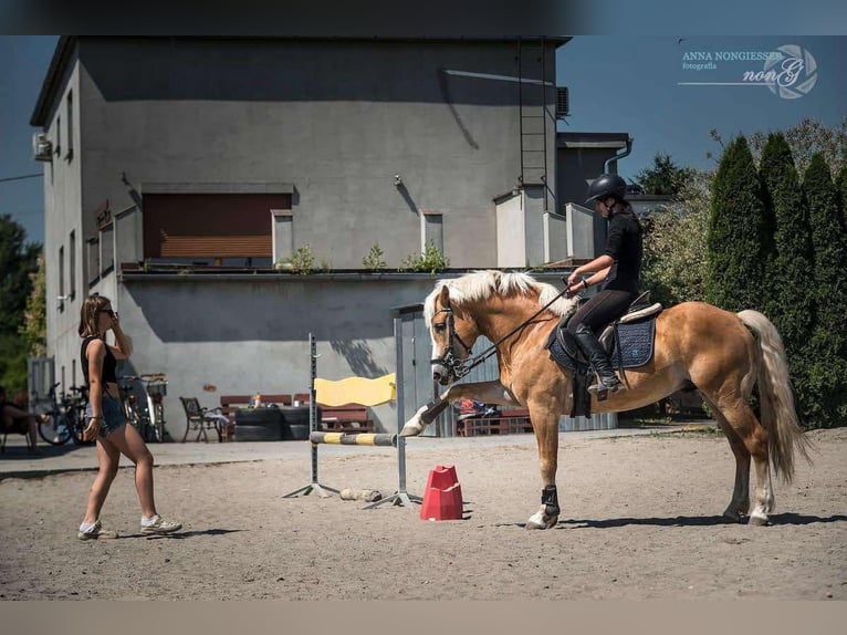 Haflinger Hengst 9 Jahre 148 cm Palomino in reńska wieś