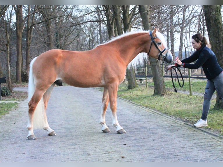 Haflinger Hengst in Arcen