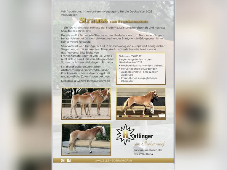 Haflinger Hengst in Staufenberg