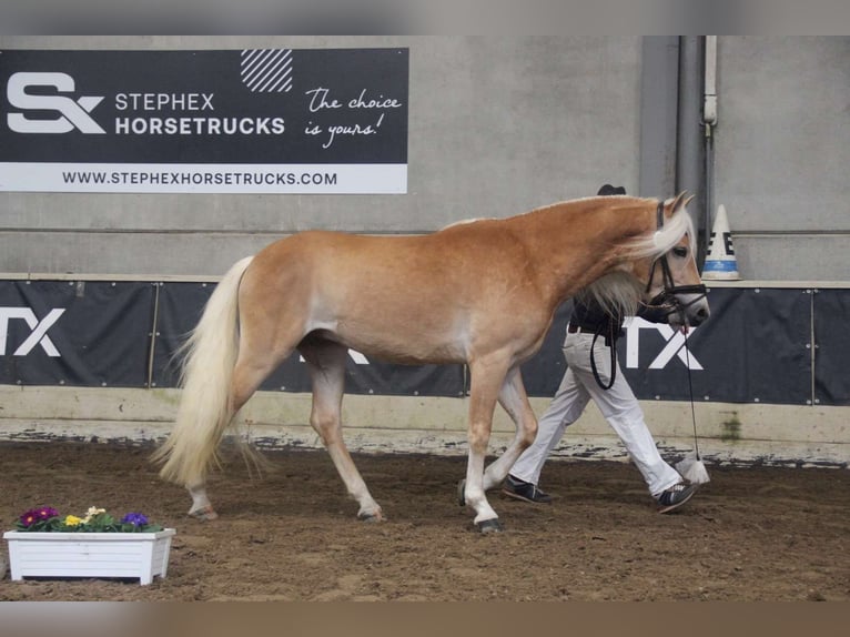 Haflinger Hengst in Staufenberg