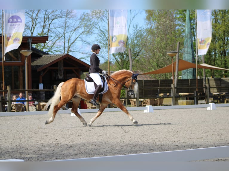 Haflinger Hengst in Arcen