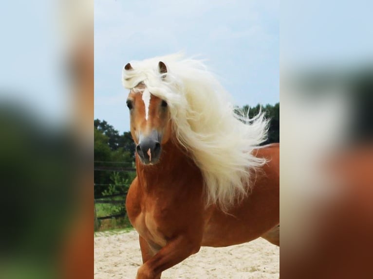 Haflinger Hengst in Arcen