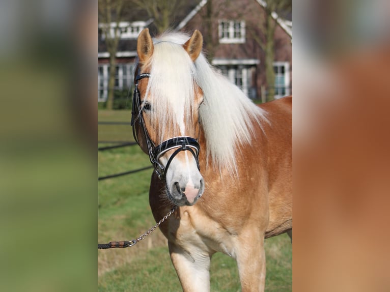 Haflinger Hengst in Arcen