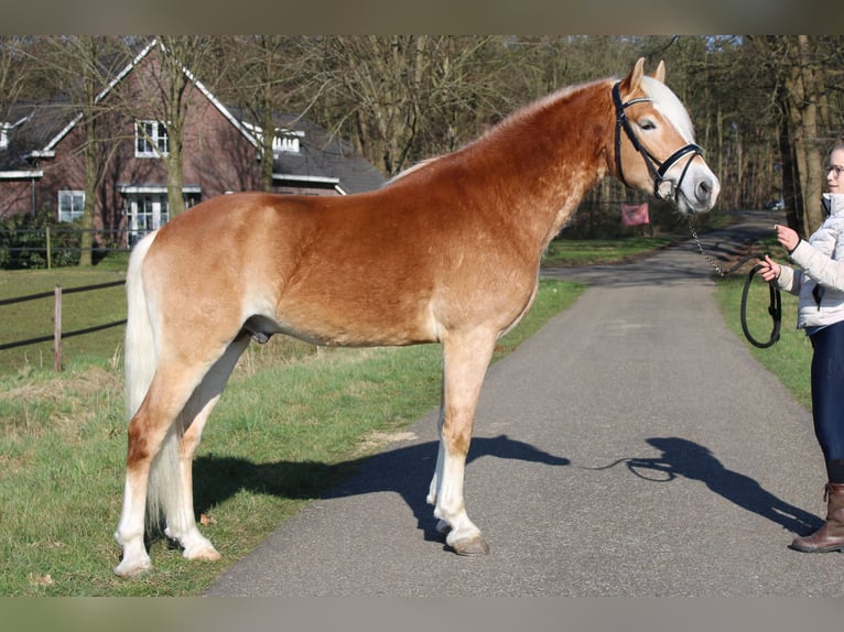 Haflinger Hengst in Arcen