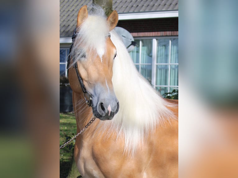 Haflinger Hengst in Arcen
