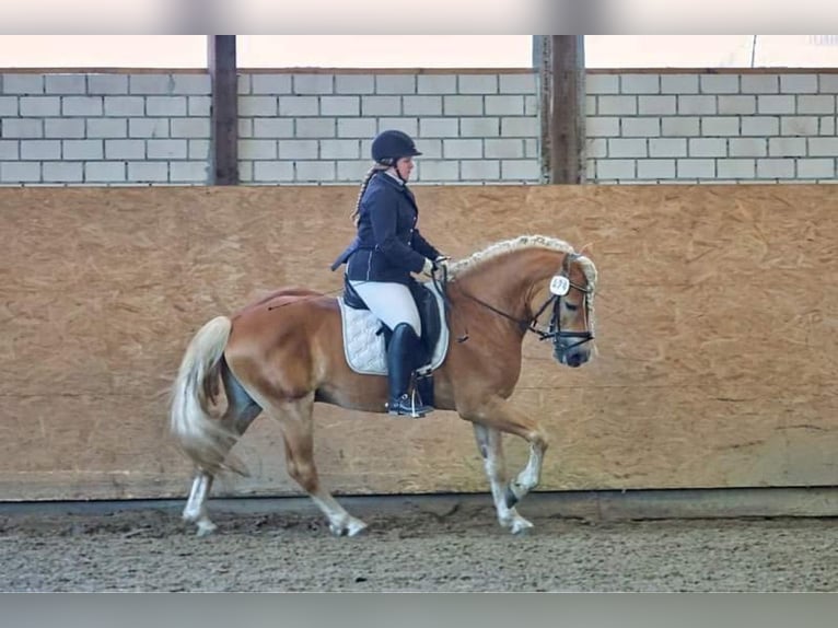 Haflinger Hengst in Welle