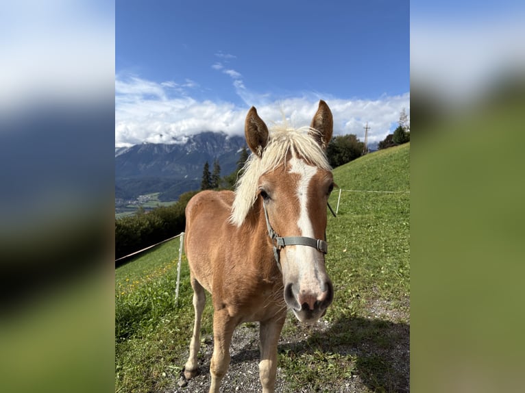 Haflinger Hengst Fohlen (03/2026) 125 cm Fuchs in Wattenberg