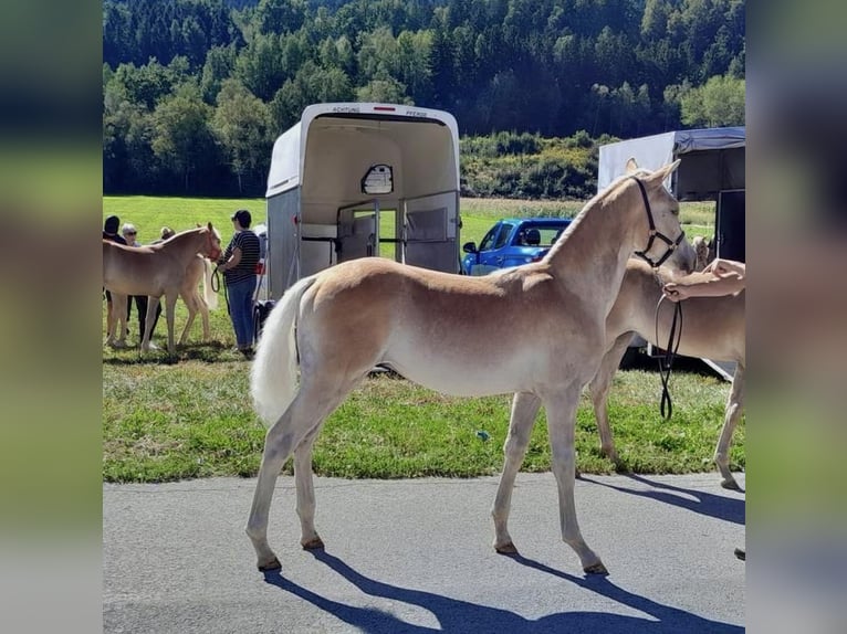 Haflinger Hengst Fohlen (03/2026) 130 cm  in Rum
