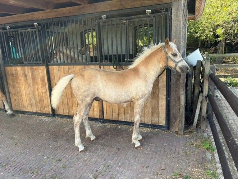 Haflinger Hengst Fohlen (01/2026) 130 cm Fuchs in Hoevelaken
