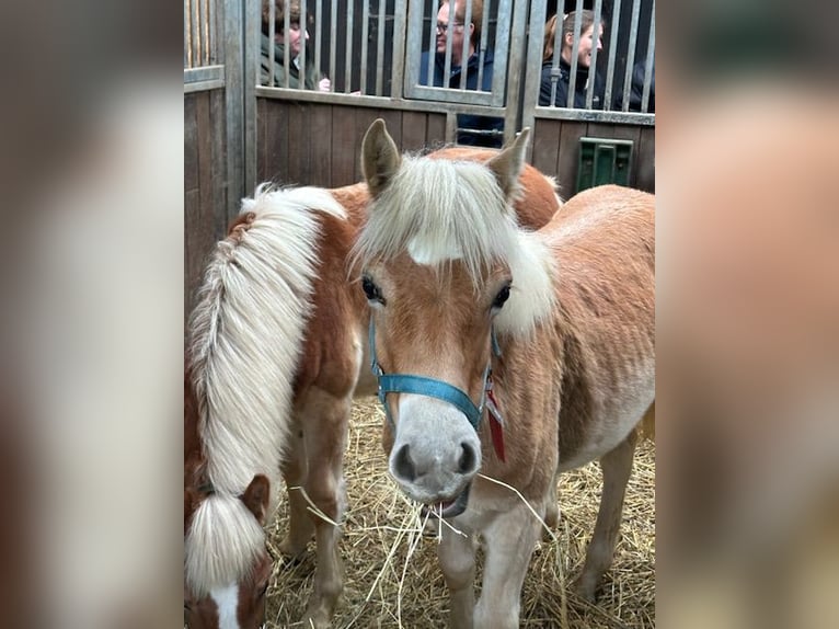 Haflinger Hengst Fohlen (03/2025) 145 cm Fuchs in Witten