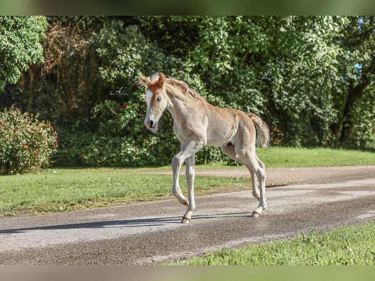 Haflinger Hengst Fohlen (05/2026) 148 cm Fuchs in Saxen