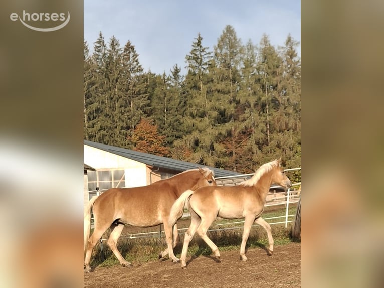 Haflinger Hengst Fohlen (04/2026) 149 cm  in Aigen im Mühlkreis