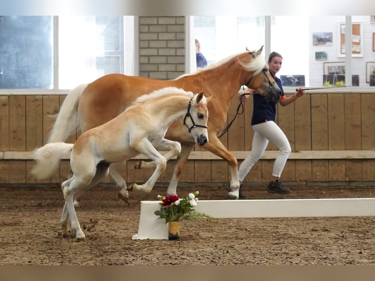 Haflinger Hengst  149 cm Fuchs in Schijndel