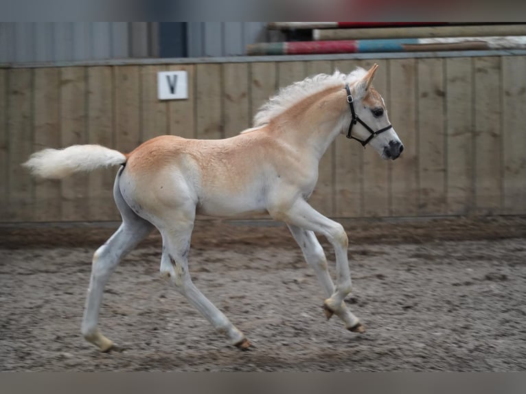 Haflinger Hengst  149 cm Fuchs in Schijndel