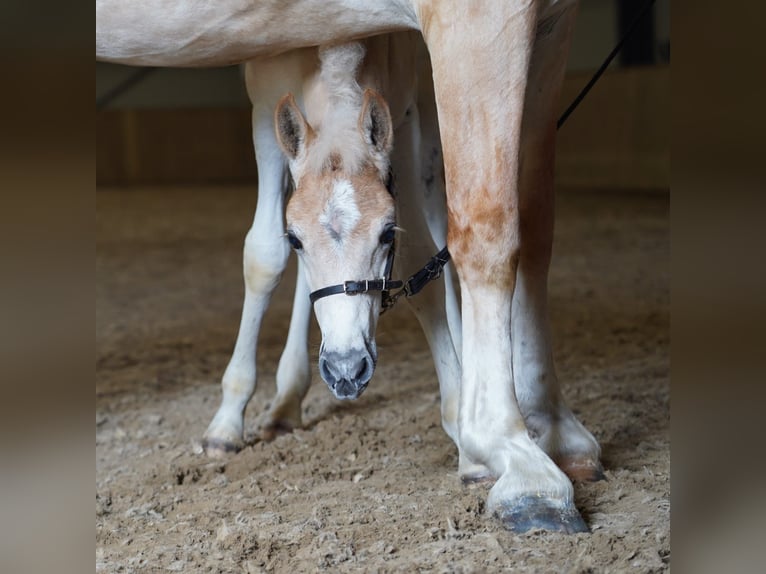 Haflinger Hengst  149 cm Fuchs in Schijndel