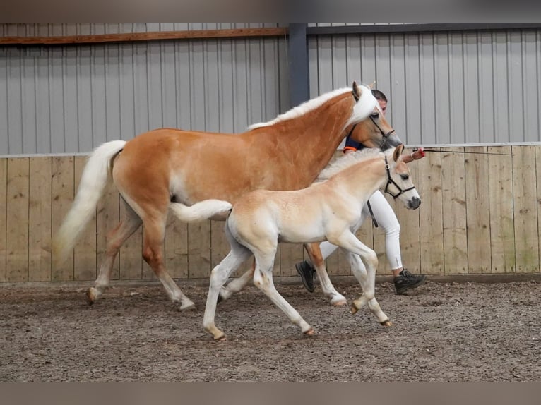 Haflinger Hengst  149 cm Fuchs in Schijndel