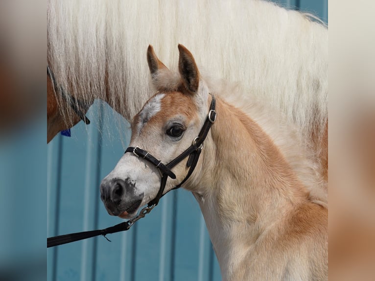 Haflinger Hengst  149 cm Fuchs in Schijndel