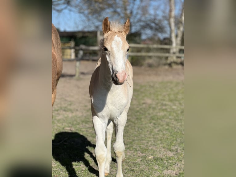 Haflinger Hengst Fohlen (03/2026) 150 cm  in Seedorf