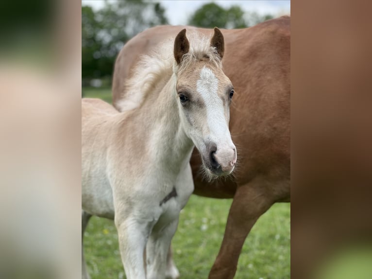 Haflinger Hengst Fohlen (03/2026) 150 cm  in Seedorf